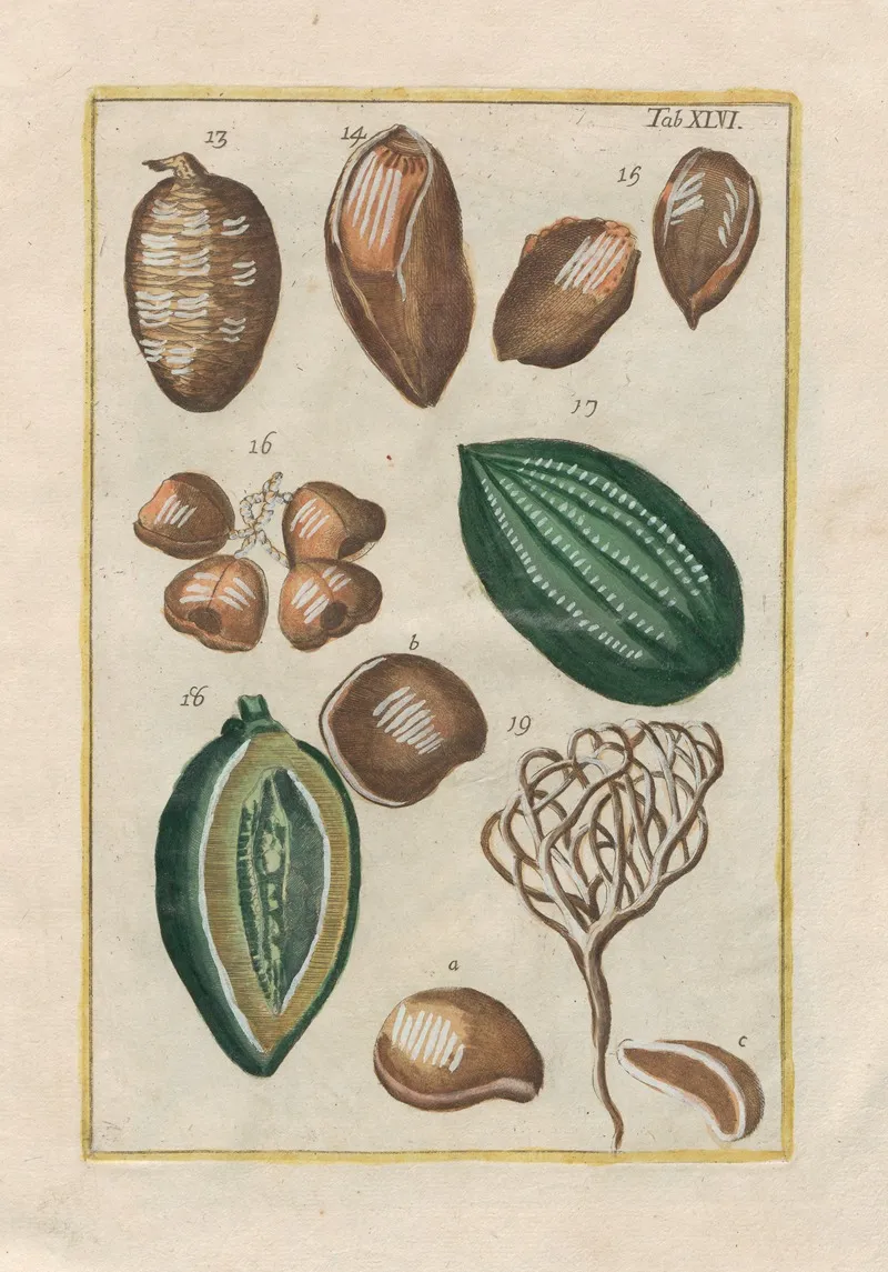 Rerum Naturalium Historia Nempe Quadrupedum Pl 46 Wall Art by Filippo Buonanni - High-Resolution Digital Print