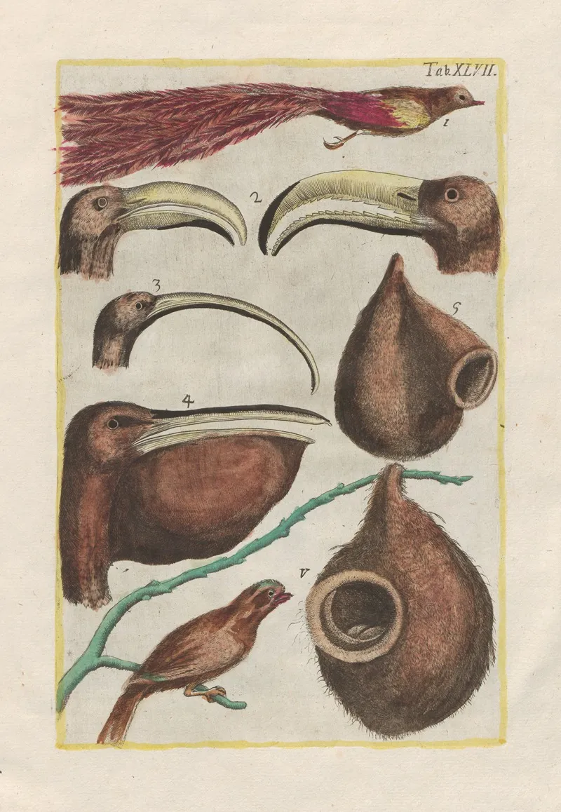 Rerum Naturalium Historia Nempe Quadrupedum Pl 47 Wall Art by Filippo Buonanni - High-Resolution Digital Print