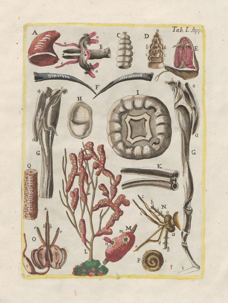 Rerum Naturalium Historia Nempe Quadrupedum Pl 48 Wall Art by Filippo Buonanni - High-Resolution Digital Print