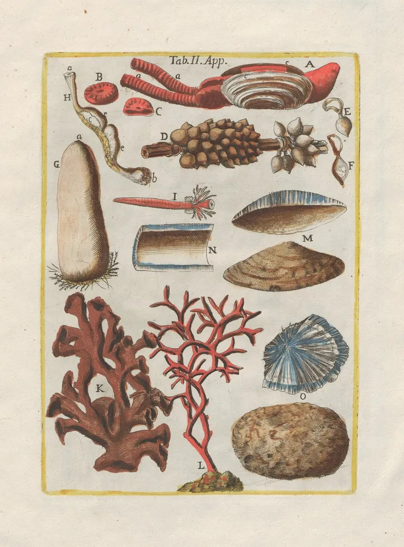 Rerum Naturalium Historia Nempe Quadrupedum Pl 49 Wall Art by Filippo Buonanni - High-Resolution Digital Print