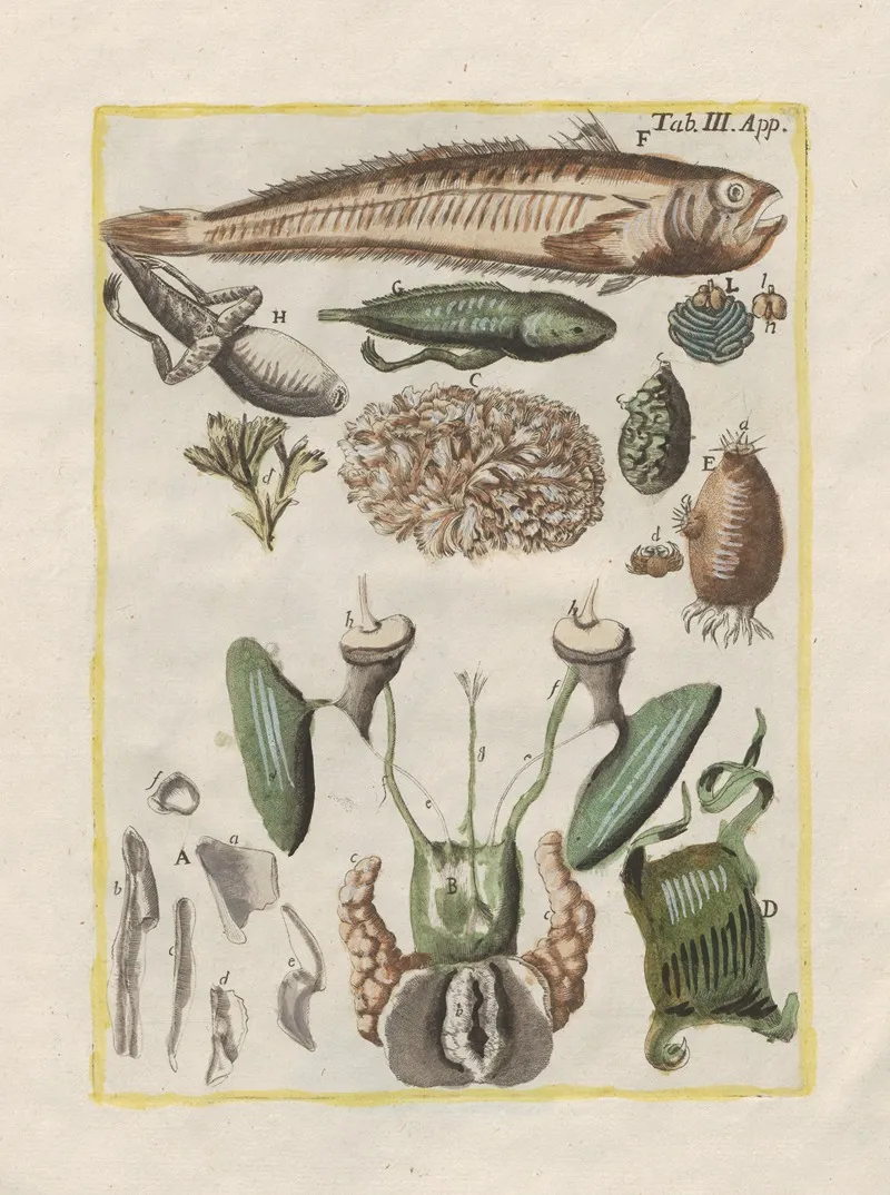Rerum Naturalium Historia Nempe Quadrupedum Pl 50 Wall Art by Filippo Buonanni - High-Resolution Digital Print