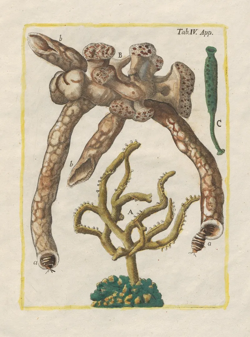 Rerum Naturalium Historia Nempe Quadrupedum Pl 51 Wall Art by Filippo Buonanni - High-Resolution Digital Print