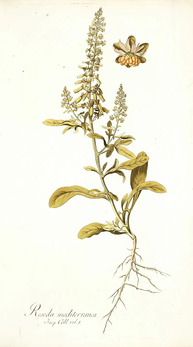 Reseda Mediterranea Wall Art by Nikolaus Joseph Freiherr von Jacquin - High-Resolution Digital Print