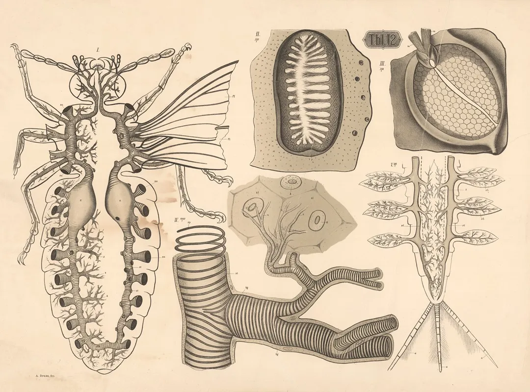 Respiratory Organs Of Lower Animals Wall Art by A. Brass - High-Resolution Digital Print