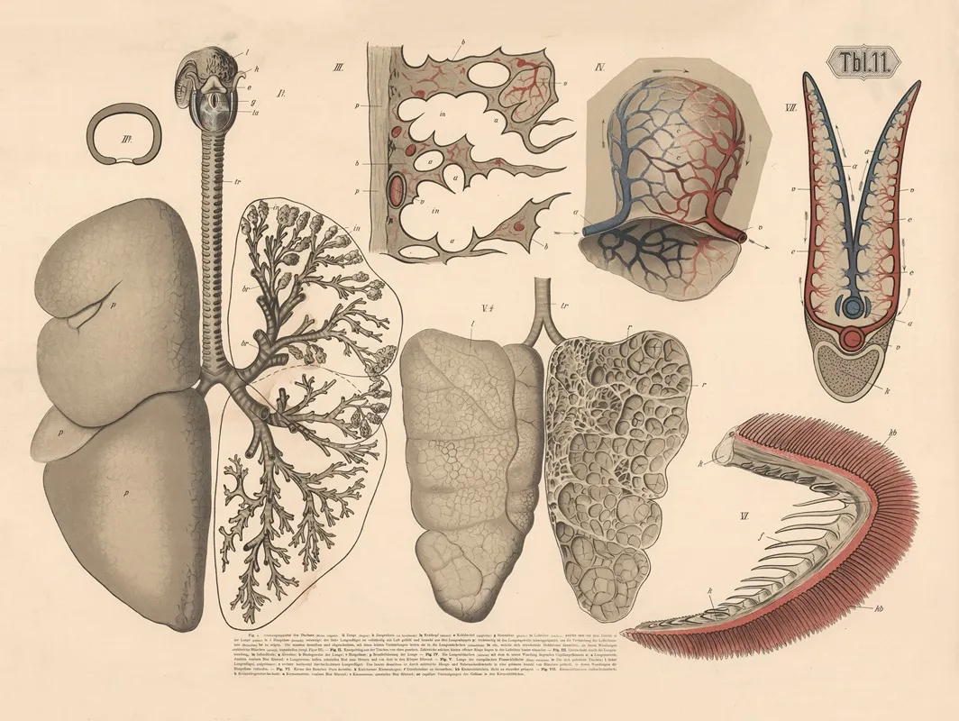 Respiratory Organs Of Mammals Wall Art by A. Brass - High-Resolution Digital Print