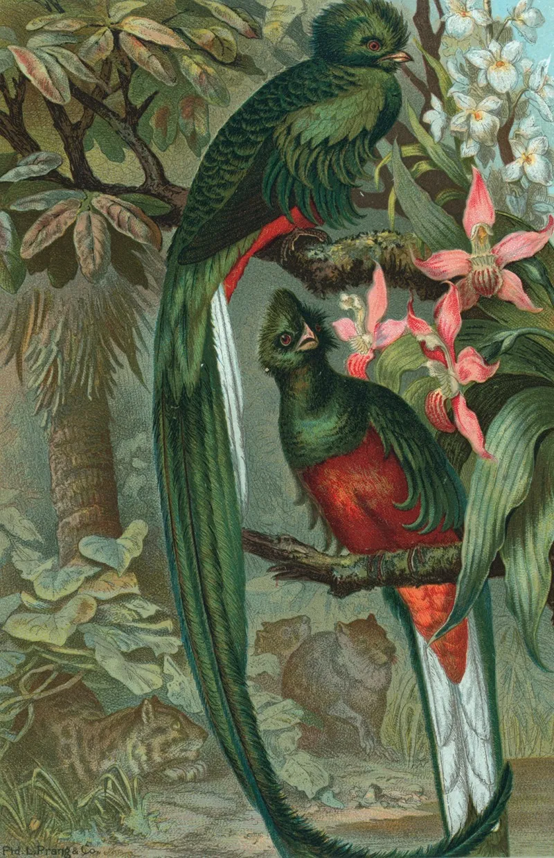 Resplendent Trogon Wall Art by John George Wood - High-Resolution Digital Print