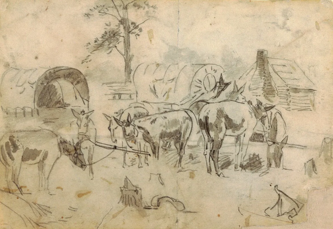 Resting Mules Tethered To Wagons