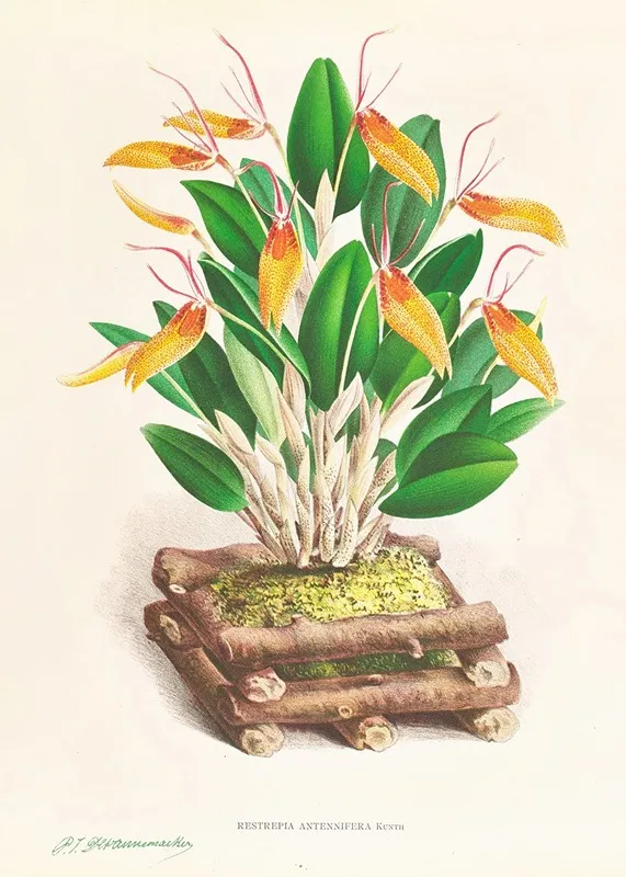 Restrepia Antennifera 2 Wall Art by Jean Jules Linden - High-Resolution Digital Print