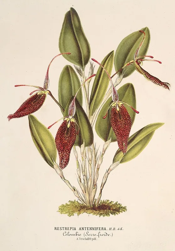 Restrepia Antennifera Wall Art by Charles Antoine Lemaire - High-Resolution Digital Print