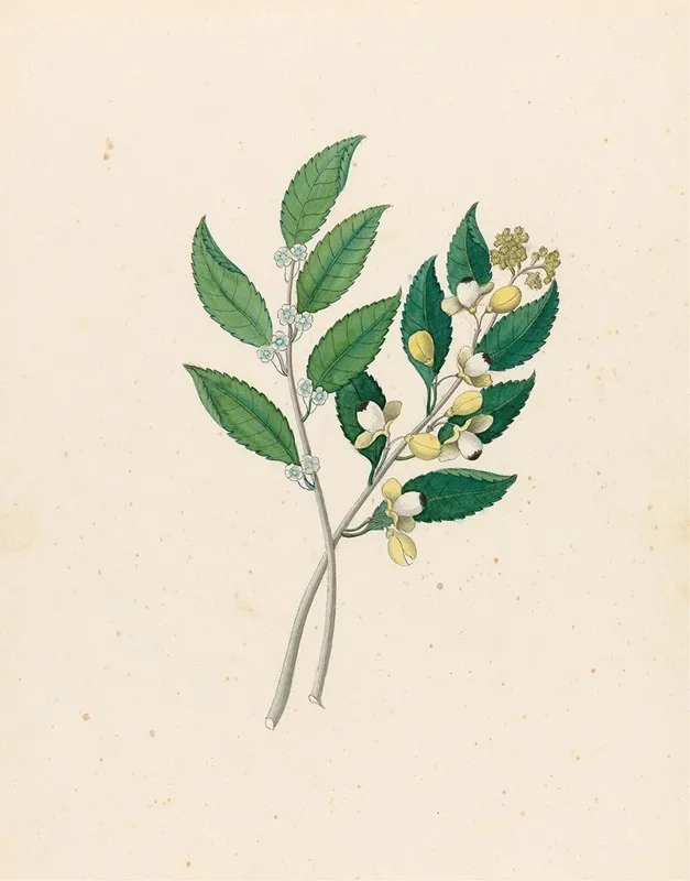 Rhamnus Curtisia Dentata Wall Art by Clemenz Heinrich Wehdemann - High-Resolution Digital Print
