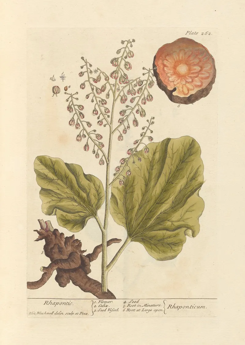 Rhapontic Wall Art by Elizabeth Blackwell - High-Resolution Digital Print