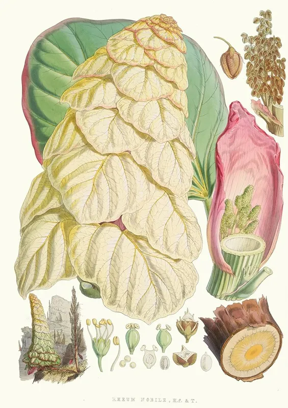 Rheum Nobile H F And T Wall Art by Walter Hood Fitch - High-Resolution Digital Print