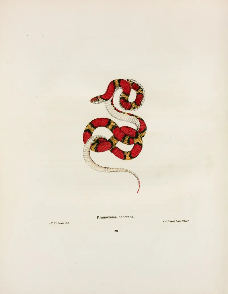Rhinostoma Coccinea Wall Art by John Edwards Holbrook - High-Resolution Digital Print