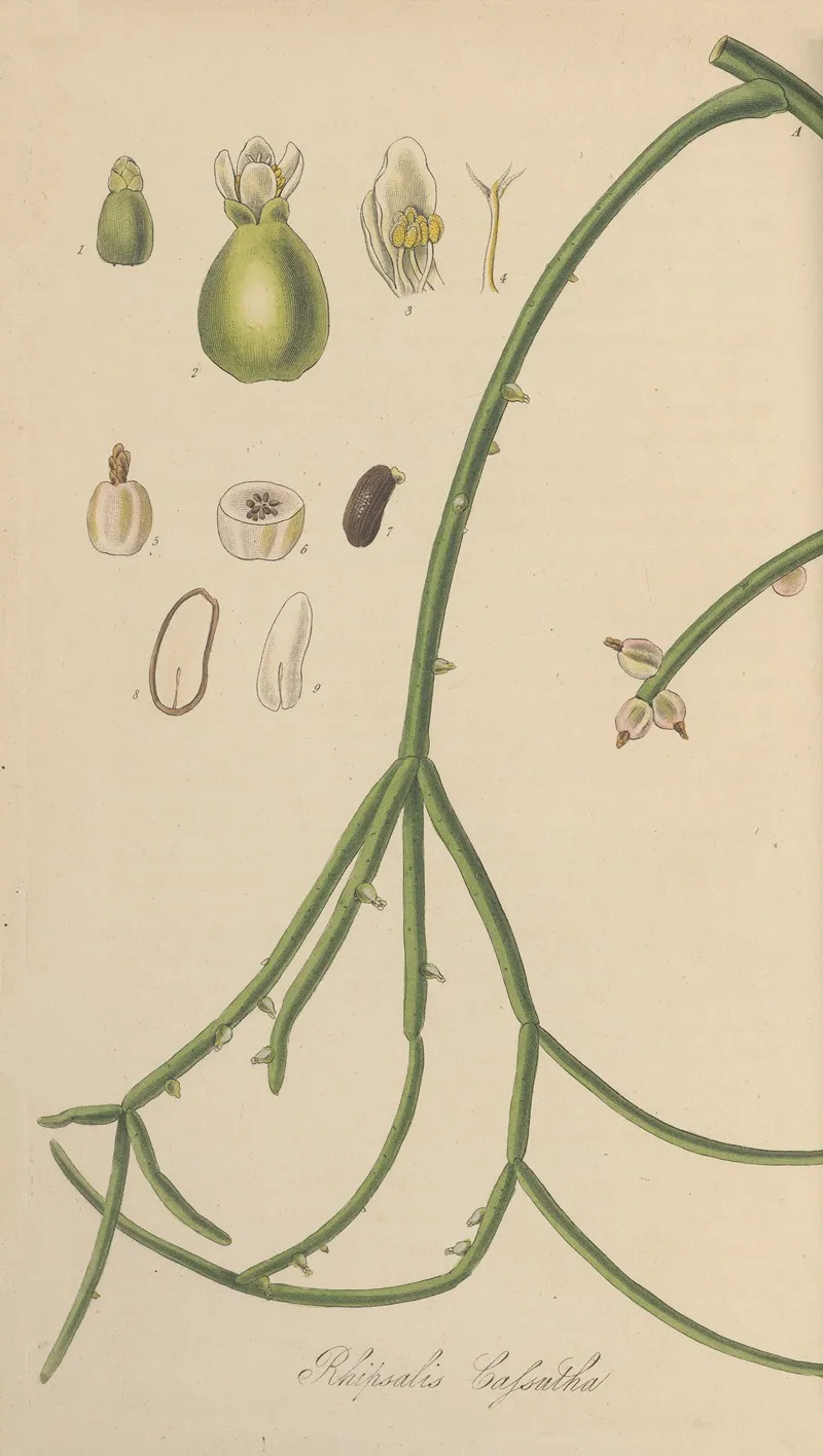 Rhipsalis Cassutha Wall Art by William Jackson Hooker - High-Resolution Digital Print