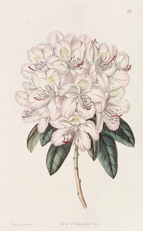 Rhododendron Aprilis Wall Art by Sydenham Edwards - High-Resolution Digital Print