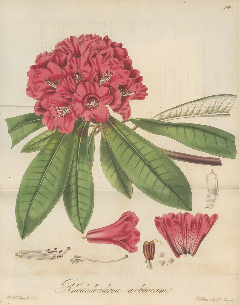 Rhododendron Arboreum Wall Art by William Jackson Hooker - High-Resolution Digital Print