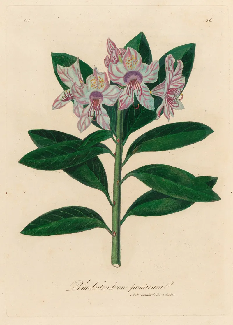 Rhododendron Ponticum 2 Wall Art by Gaetano Savi - High-Resolution Digital Print