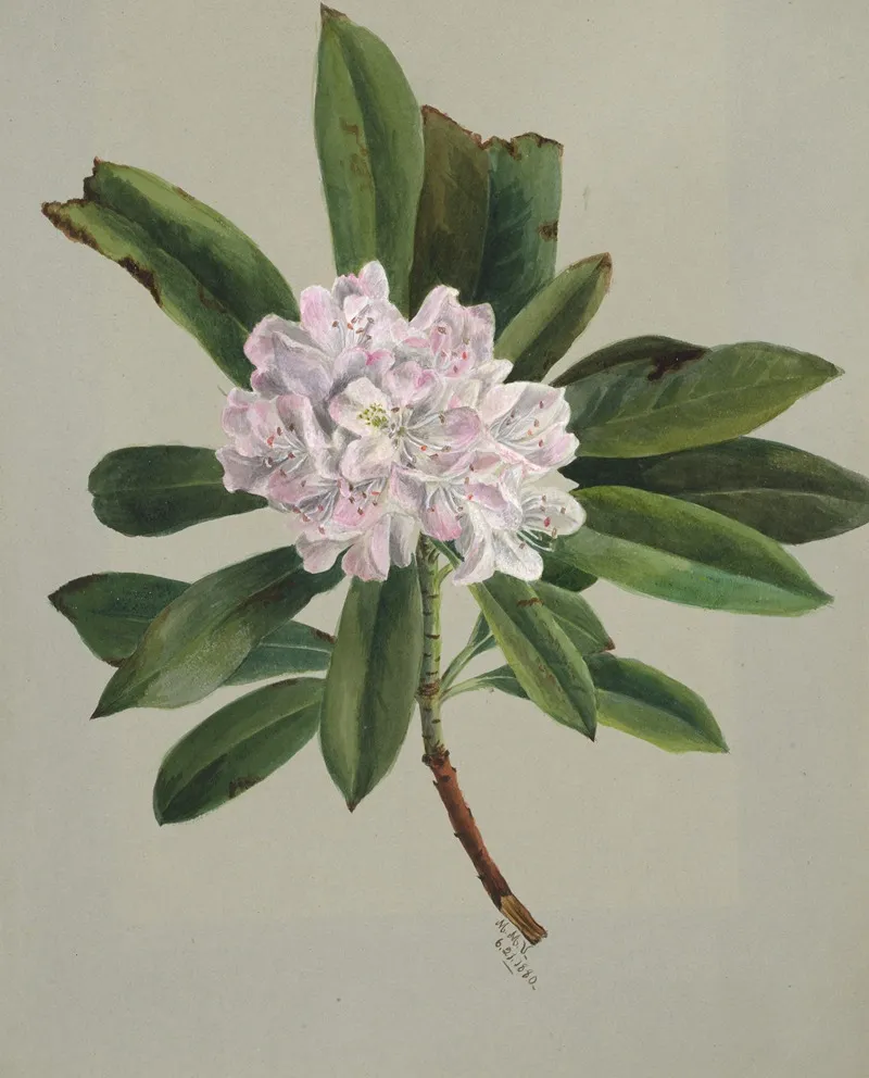 Rhododendron Rhododendron Maximum