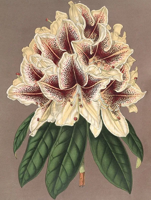Rhododendrum Archiduc Albert Hybride Wall Art by Charles Antoine Lemaire - High-Resolution Digital Print