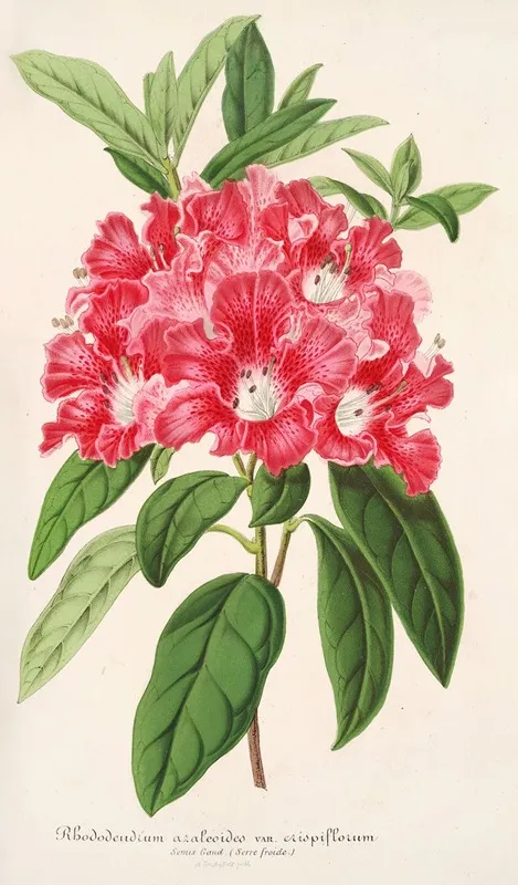 Rhododendrum Azaleoides Var Crispinorum Wall Art by Charles Antoine Lemaire - High-Resolution Digital Print