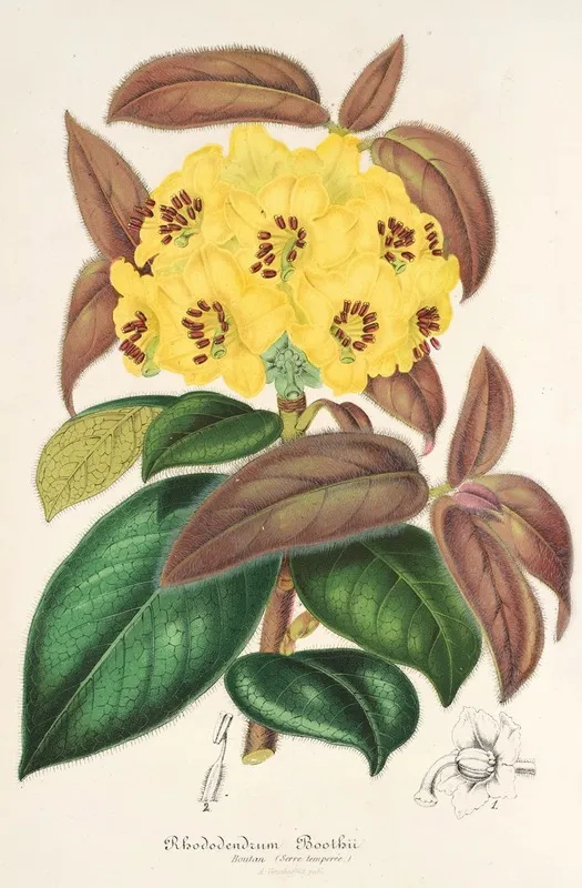 Rhododendrum Boothii Wall Art by Charles Antoine Lemaire - High-Resolution Digital Print