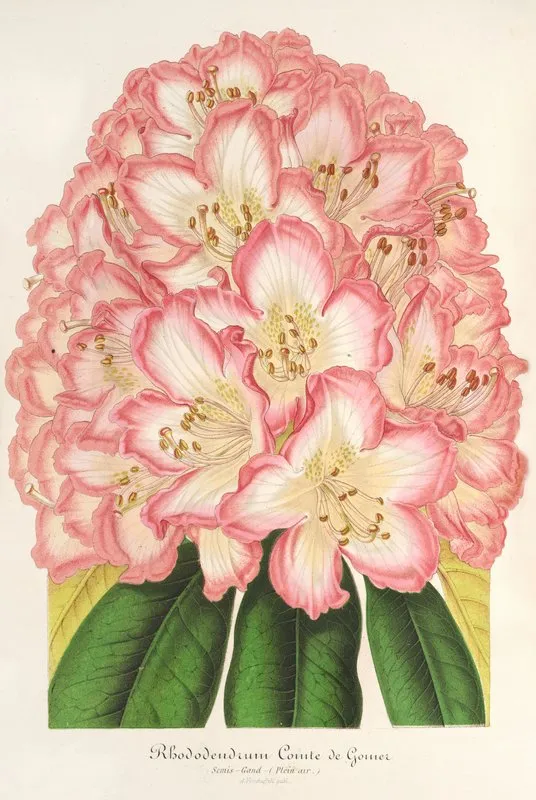 Rhododendrum Comte De Gomer Wall Art by Charles Antoine Lemaire - High-Resolution Digital Print