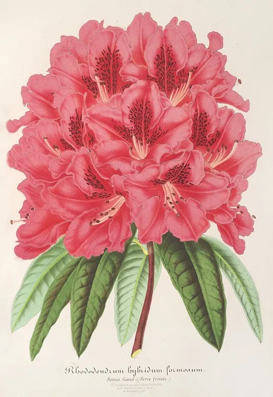 Rhododendrum Formosum Wall Art by Charles Antoine Lemaire - High-Resolution Digital Print