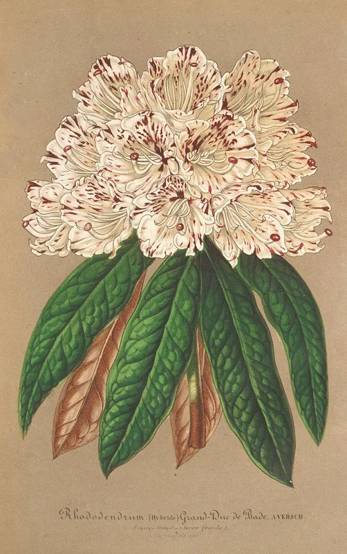 Rhododendrum Grand Duc De Bade Wall Art by Charles Antoine Lemaire - High-Resolution Digital Print