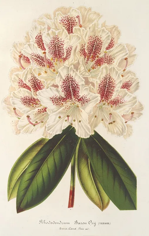 Rhododendrum Hybr Baron Osy Wall Art by Charles Antoine Lemaire - High-Resolution Digital Print