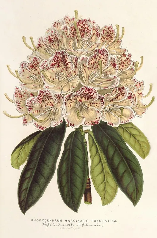 Rhododendrum Marginato Punctatum Hybr Wall Art by Charles Antoine Lemaire - High-Resolution Digital Print