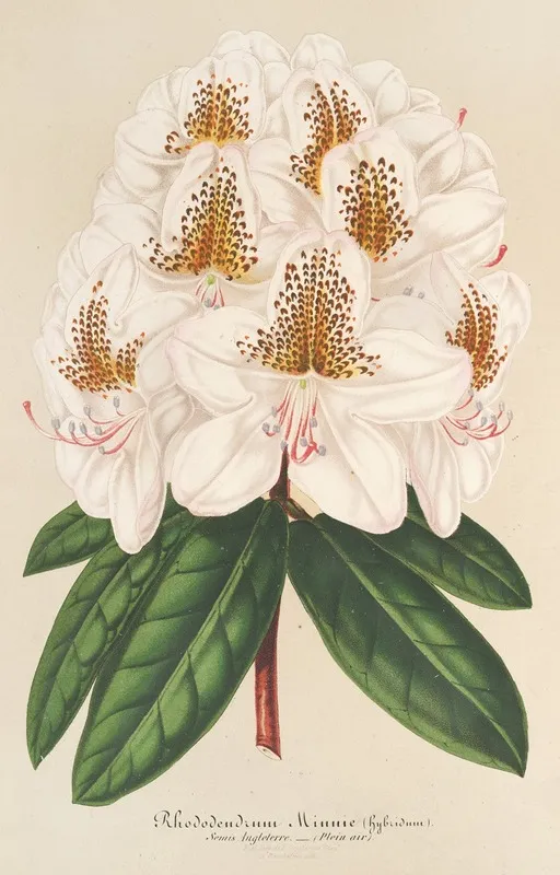 Rhododendrum Minnie Wall Art by Charles Antoine Lemaire - High-Resolution Digital Print