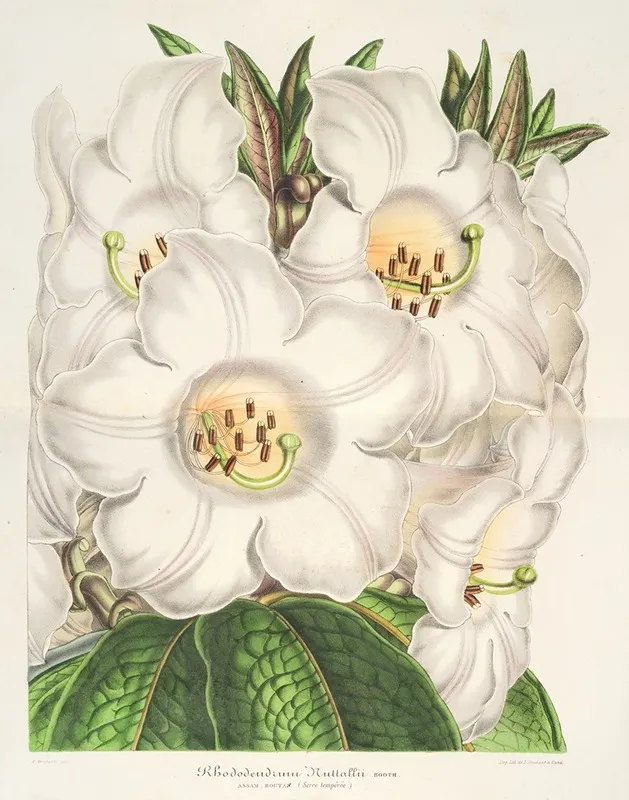 Rhododendrum Nuttallii Wall Art by Charles Antoine Lemaire - High-Resolution Digital Print
