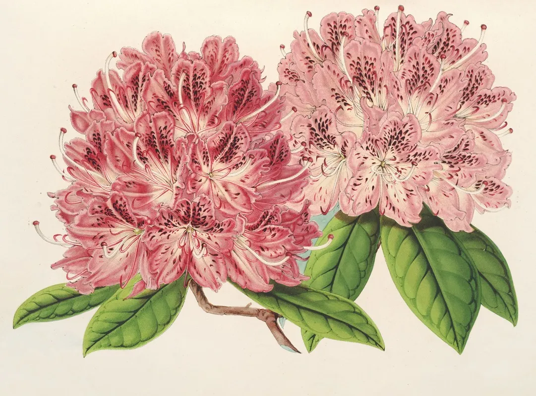 Rhododendrum Omni Guttatum Hybride Wall Art by Charles Antoine Lemaire - High-Resolution Digital Print