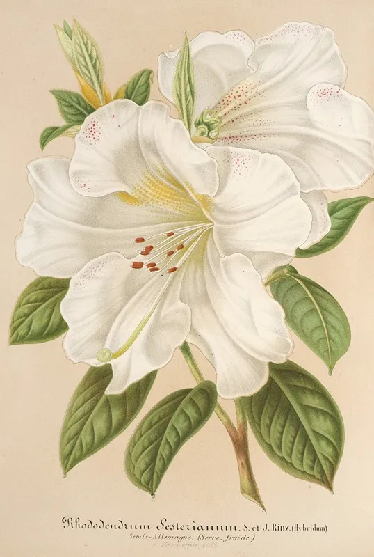 Rhododendrum Sesterianum Hybrid Wall Art by Charles Antoine Lemaire - High-Resolution Digital Print