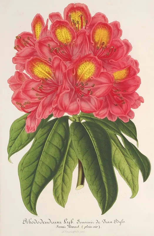 Rhododendrum Souvenir De Jean Byls Wall Art by Charles Antoine Lemaire - High-Resolution Digital Print