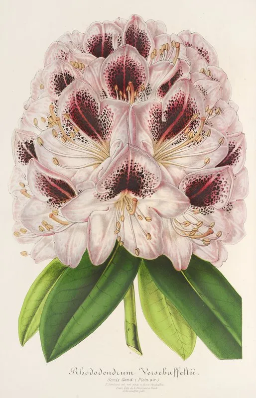 Rhododendrum Verschaffeltii Wall Art by Charles Antoine Lemaire - High-Resolution Digital Print