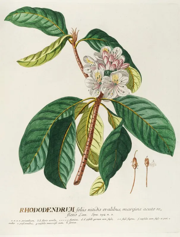 Rhododendrum Wall Art by Georg Dionysius Ehret - High-Resolution Digital Print