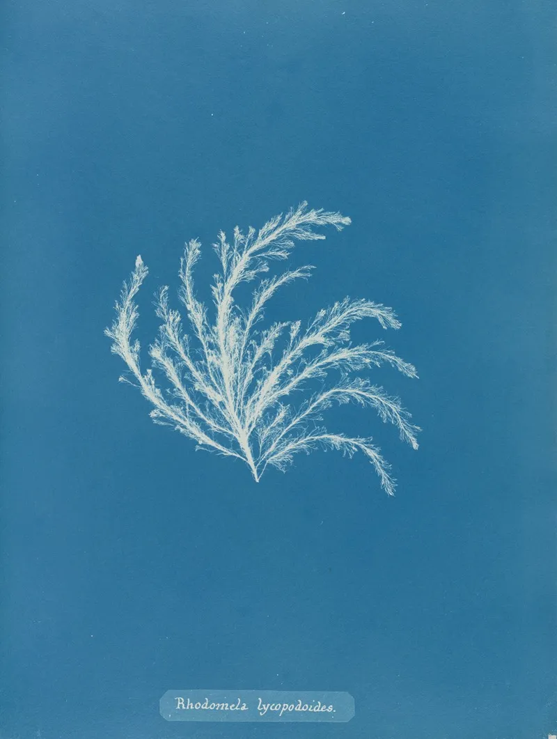 Rhodomela Lycopodioides Wall Art by Anna Atkins - High-Resolution Digital Print