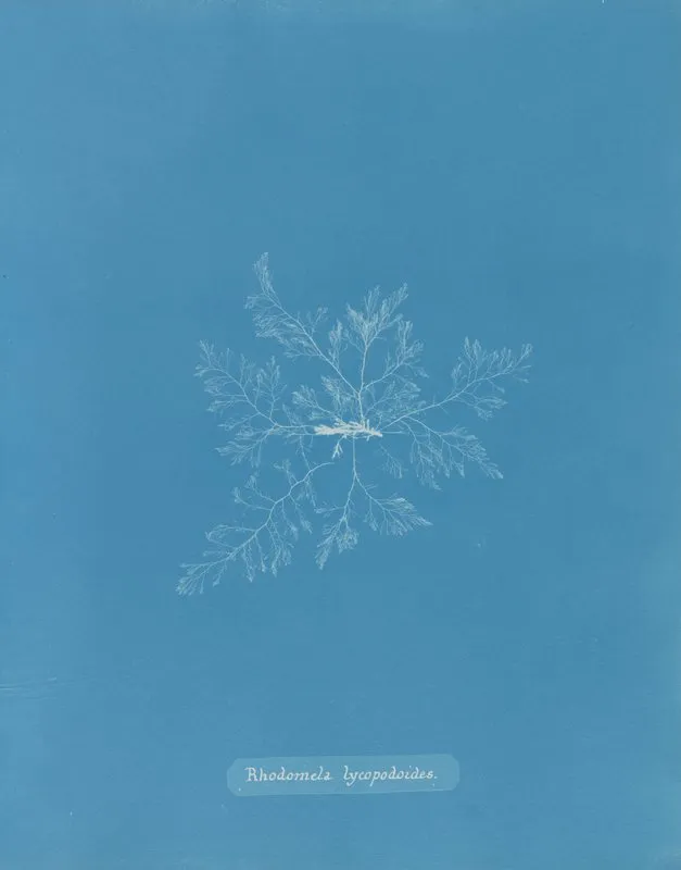 Rhodomela Lycopodoides Wall Art by Anna Atkins - High-Resolution Digital Print