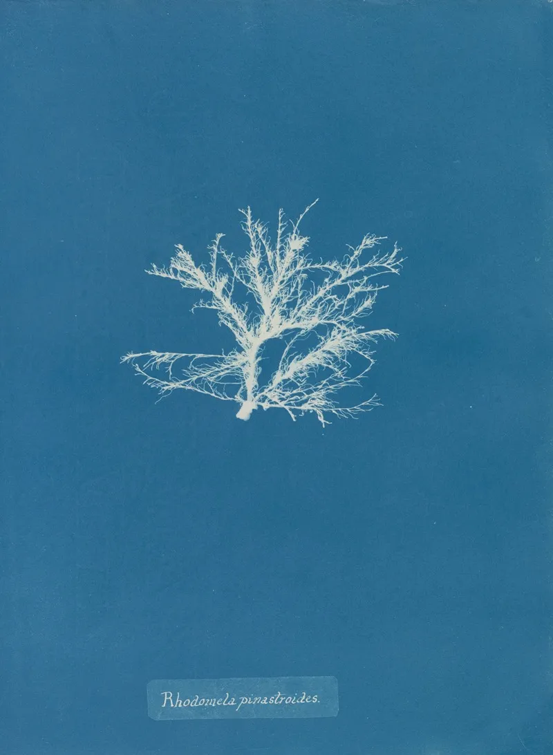 Rhodomela Pinastroides Wall Art by Anna Atkins - High-Resolution Digital Print