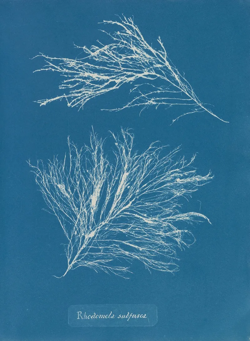 Rhodomela Subfusca Wall Art by Anna Atkins - High-Resolution Digital Print