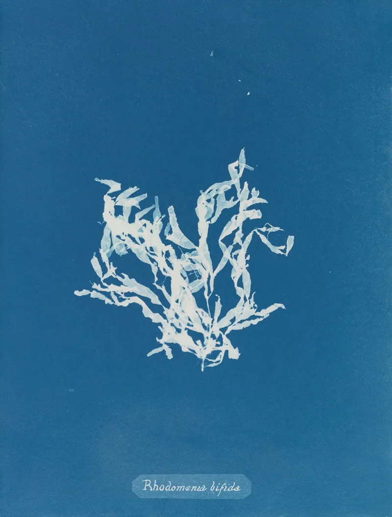 Rhodomenia Bifida 2 Wall Art by Anna Atkins - High-Resolution Digital Print
