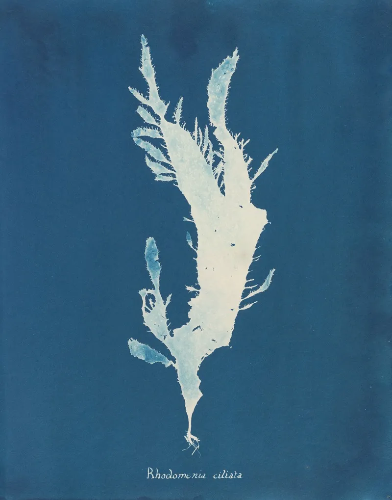 Rhodomenia Ciliata Wall Art by Anna Atkins - High-Resolution Digital Print