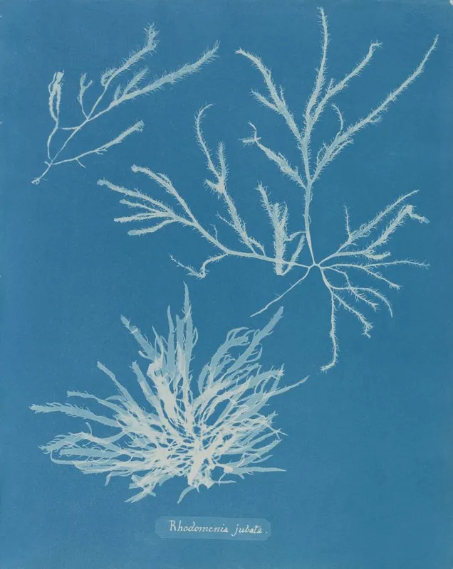 Rhodomenia Jubata Wall Art by Anna Atkins - High-Resolution Digital Print