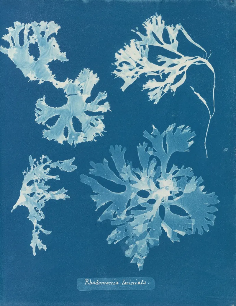 Rhodomenia Laciniata Wall Art by Anna Atkins - High-Resolution Digital Print