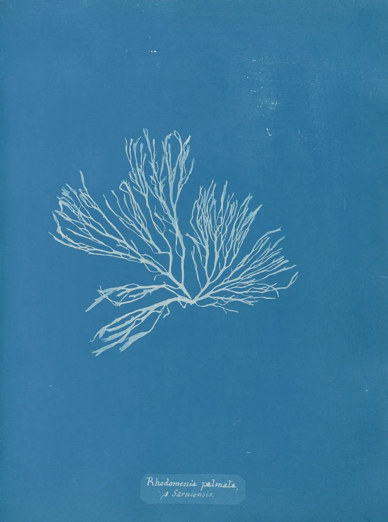Rhodomenia Palmata β Sarniensis Wall Art by Anna Atkins - High-Resolution Digital Print