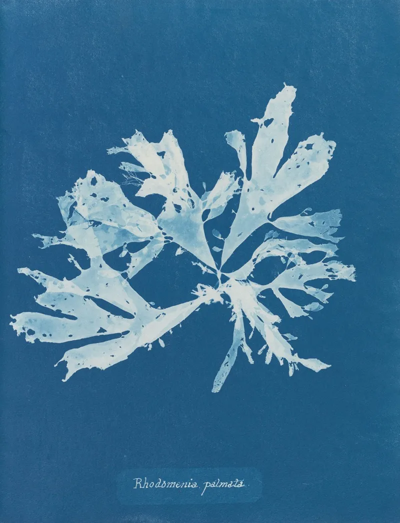 Rhodomenia Palmata Wall Art by Anna Atkins - High-Resolution Digital Print