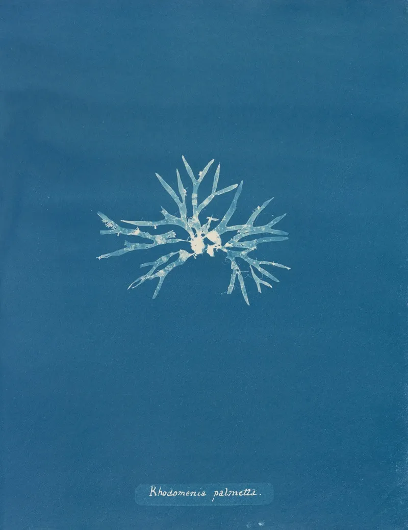Rhodomenia Palmetta Wall Art by Anna Atkins - High-Resolution Digital Print