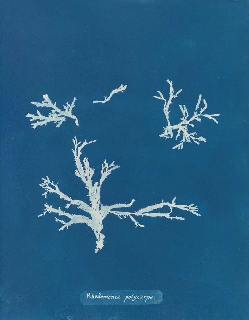 Rhodomenia Polycarpa 2 Wall Art by Anna Atkins - High-Resolution Digital Print