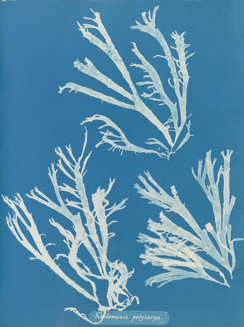 Rhodomenia Polycarpa Wall Art by Anna Atkins - High-Resolution Digital Print
